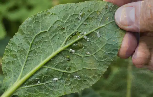 Hand hält ein Blatt mit kleinen hellen Schädlingen auf der Unterseite; Thema Blattläuse, Schwerpunkt Natürliche Bekämpfung; Ausgangslage.