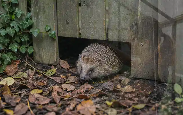 Igel nutzt einen bodennahen Durchgang unter einem hölzernen Gartenzaun; Thema Blattläuse, Schwerpunkt Nützlinge; Kontrolle.