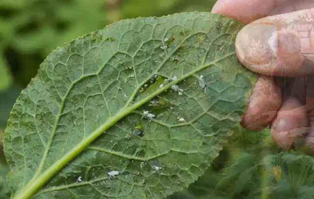 Hand hält ein Blatt mit kleinen hellen Schädlingen auf der Unterseite; Thema Blattläuse, Schwerpunkt Nützlinge; Praxisalltag.