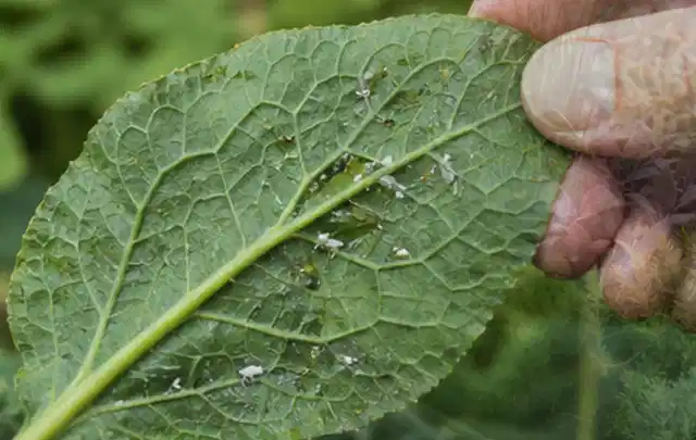 Hand hält ein Blatt mit kleinen hellen Schädlingen auf der Unterseite; Thema Blattläuse, Schwerpunkt Pflanzenhilfe; Ergebnis.