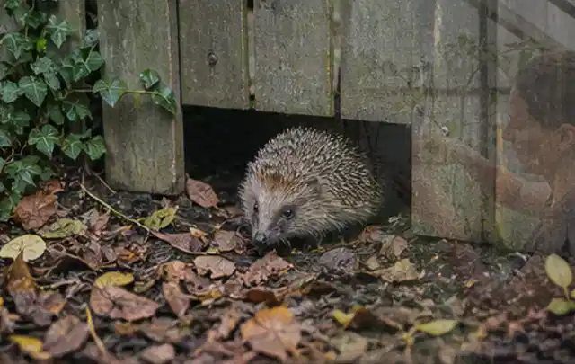Igel nutzt einen bodennahen Durchgang unter einem hölzernen Gartenzaun; Thema Blattläuse, Schwerpunkt Pflanzenhilfe; Praxisalltag.