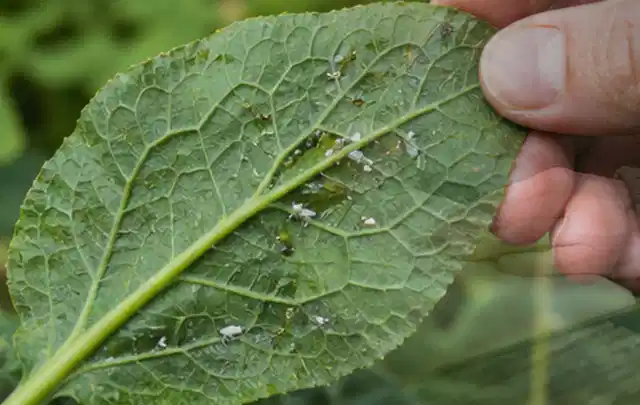 Hand hält ein Blatt mit kleinen hellen Schädlingen auf der Unterseite; Thema Blattläuse, Schwerpunkt Saison; Umsetzung.