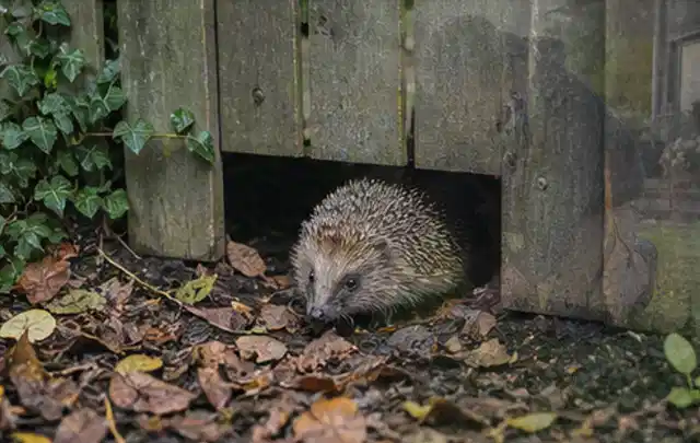 Igel nutzt einen bodennahen Durchgang unter einem hölzernen Gartenzaun; Thema Blattläuse, Schwerpunkt Saison; Praxisalltag.