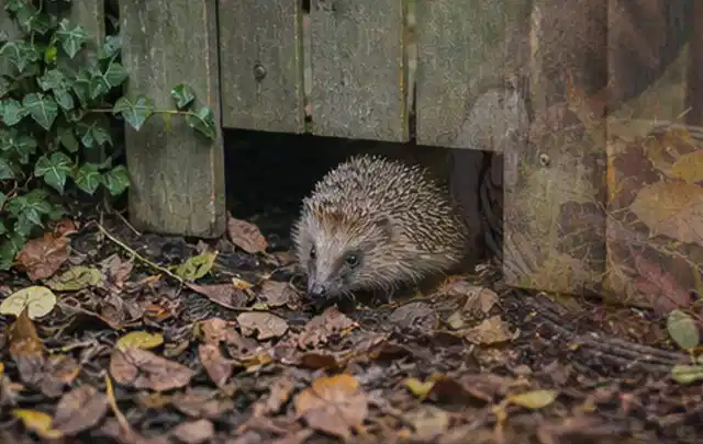 Igel nutzt einen bodennahen Durchgang unter einem hölzernen Gartenzaun; Thema Blattläuse, Schwerpunkt Schadbild; Kontrolle.