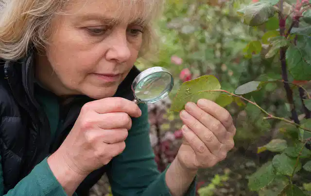 Person untersucht Blätter im Garten auf Schädlinge und Krankheitssymptome; Thema Blattläuse, Schwerpunkt Schadbild; Ergebnis.