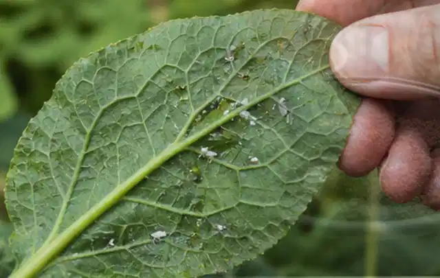 Hand hält ein Blatt mit kleinen hellen Schädlingen auf der Unterseite; Thema Blattläuse, Schwerpunkt Schädlinge Krankheiten; Umsetzung.
