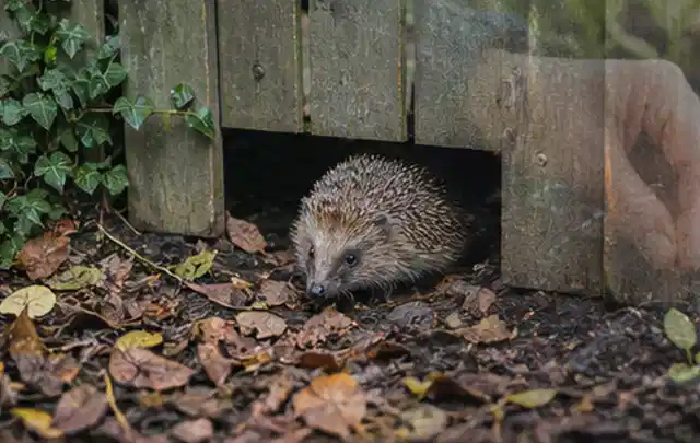 Igel nutzt einen bodennahen Durchgang unter einem hölzernen Gartenzaun; Thema Blattläuse, Schwerpunkt Soforthilfe; Ausgangslage.