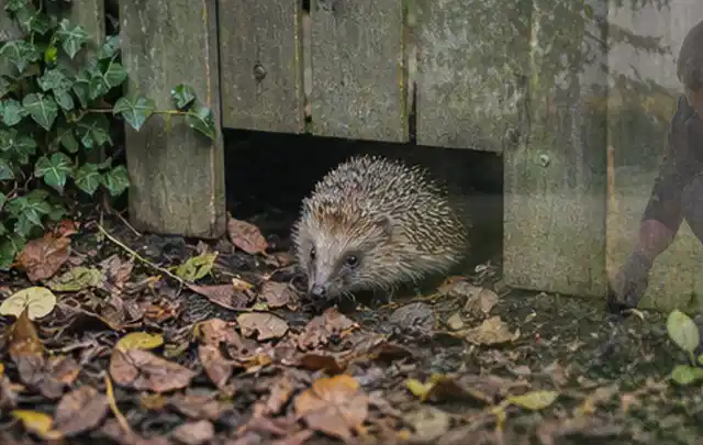 Igel nutzt einen bodennahen Durchgang unter einem hölzernen Gartenzaun; Thema Blattläuse, Schwerpunkt Ursachen; Ausgangslage.