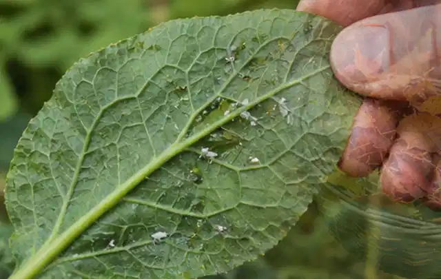 Hand hält ein Blatt mit kleinen hellen Schädlingen auf der Unterseite; Thema Blattläuse, Schwerpunkt Ursachen; Ergebnis.