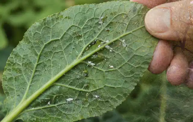 Hand hält ein Blatt mit kleinen hellen Schädlingen auf der Unterseite; Thema Blattläuse, Schwerpunkt Vorbeugung; Ausgangslage.