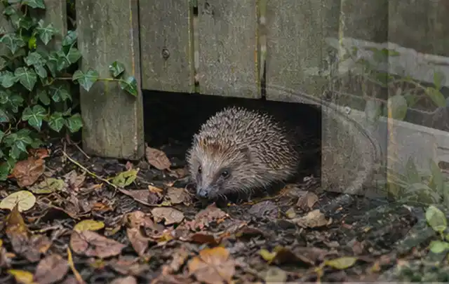 Igel nutzt einen bodennahen Durchgang unter einem hölzernen Gartenzaun; Thema Blattläuse, Schwerpunkt Vorbeugung; Kontrolle.
