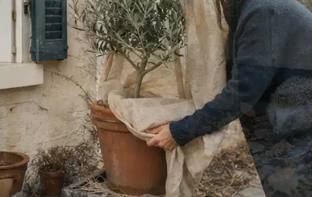 Person umhüllt eine mediterrane Kübelpflanze mit atmungsaktivem Winterschutz; Thema Blumen, Schwerpunkt Themenwelt; Ausgangslage.