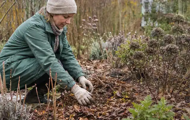 Person verteilt eine schützende Mulchschicht zwischen winterlichen Stauden; Thema Blumen, Schwerpunkt Themenwelt; Kontrolle.