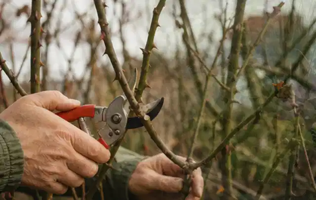 Hände schneiden einen älteren Rosenstrauch mit einer sauberen Gartenschere; Thema Bodendecker, Schwerpunkt Bewässerung; Kontrolle.