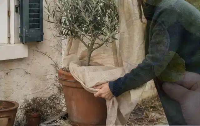 Person umhüllt eine mediterrane Kübelpflanze mit atmungsaktivem Winterschutz; Thema Bodendecker, Schwerpunkt Boden; Ausgangslage.