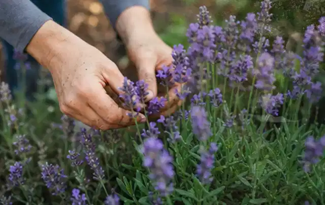 Hände pflegen blühenden Lavendel in einem natürlich angelegten Gartenbeet; Thema Bodendecker, Schwerpunkt Boden; Ergebnis.