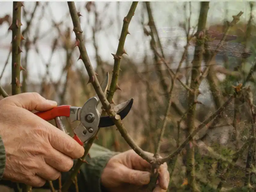 Hände schneiden einen älteren Rosenstrauch mit einer sauberen Gartenschere; Thema Bodendecker, Schwerpunkt Düngung; Titelbild.
