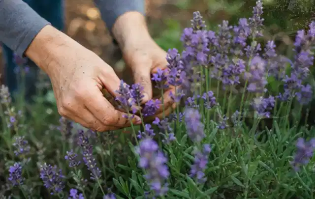 Hände pflegen blühenden Lavendel in einem natürlich angelegten Gartenbeet; Thema Bodendecker, Schwerpunkt Düngung; Kontrolle.
