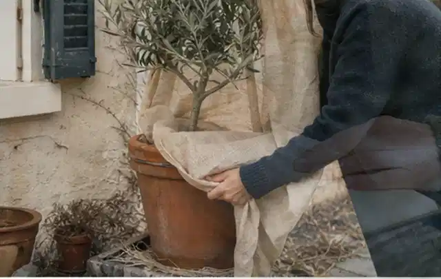 Person umhüllt eine mediterrane Kübelpflanze mit atmungsaktivem Winterschutz; Thema Bodendecker, Schwerpunkt Düngung; Praxisalltag.