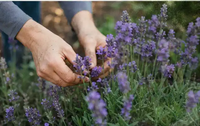 Hände pflegen blühenden Lavendel in einem natürlich angelegten Gartenbeet; Thema Bodendecker, Schwerpunkt Fehlerhilfe; Ergebnis.