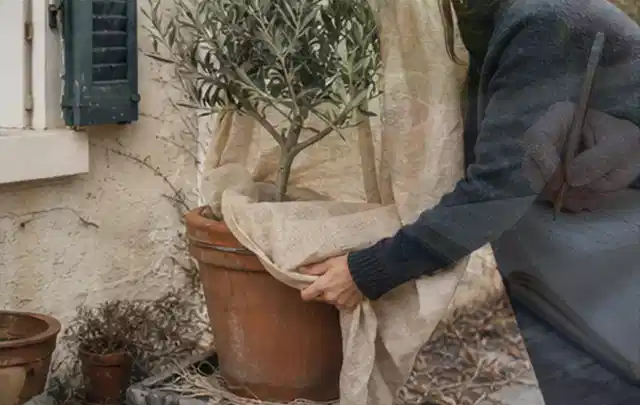 Person umhüllt eine mediterrane Kübelpflanze mit atmungsaktivem Winterschutz; Thema Bodendecker, Schwerpunkt Gartenpraxis; Praxisalltag.