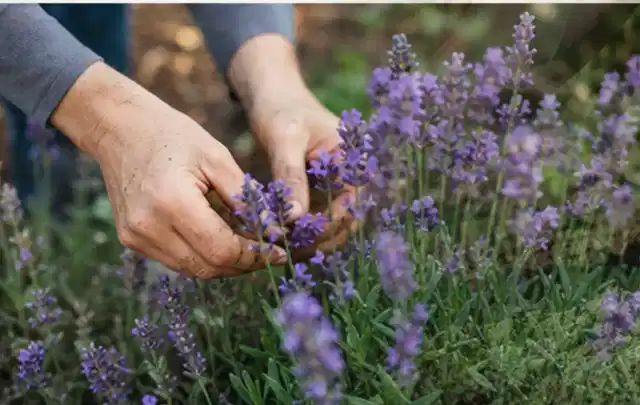 Hände pflegen blühenden Lavendel in einem natürlich angelegten Gartenbeet; Thema Bodendecker, Schwerpunkt Jahrespflege; Kontrolle.