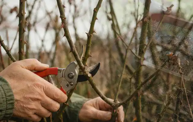 Hände schneiden einen älteren Rosenstrauch mit einer sauberen Gartenschere; Thema Bodendecker, Schwerpunkt Kaufberatung; Ausgangslage.
