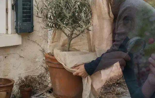 Person umhüllt eine mediterrane Kübelpflanze mit atmungsaktivem Winterschutz; Thema Bodendecker, Schwerpunkt Kaufberatung; Praxisalltag.