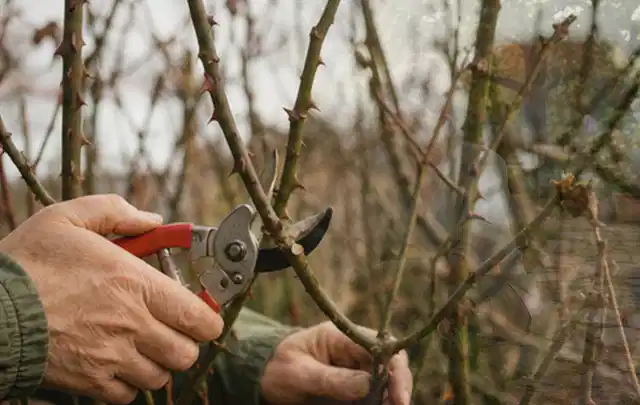 Hände schneiden einen älteren Rosenstrauch mit einer sauberen Gartenschere; Thema Bodendecker, Schwerpunkt Pflanzengesundheit; Ausgangslage.