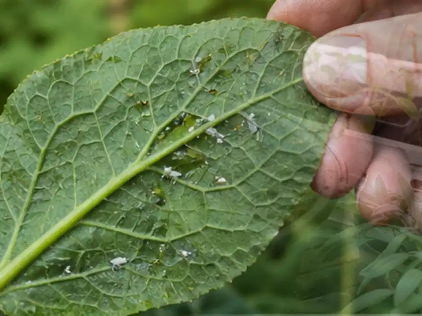 Hand hält ein Blatt mit kleinen hellen Schädlingen auf der Unterseite; Thema Bodendecker, Schwerpunkt Pflanzenschutz; Titelbild.