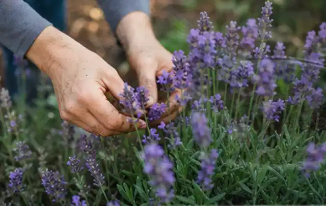 Hände pflegen blühenden Lavendel in einem natürlich angelegten Gartenbeet; Thema Bodendecker, Schwerpunkt Pflanzenschutz; Ausgangslage.