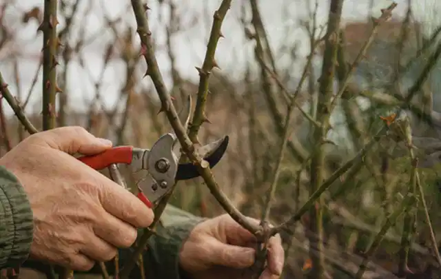 Hände schneiden einen älteren Rosenstrauch mit einer sauberen Gartenschere; Thema Bodendecker, Schwerpunkt Pflanzenschutz; Ergebnis.
