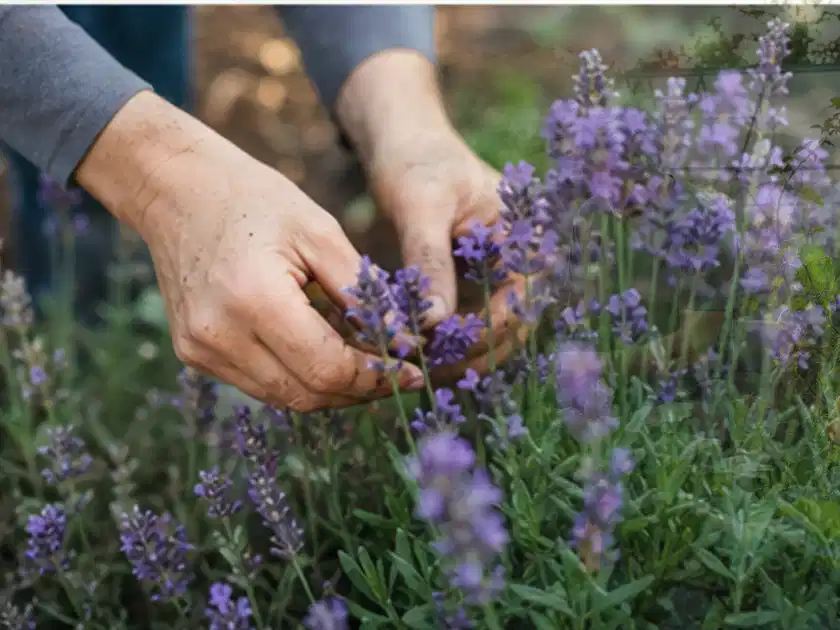 Hände pflegen blühenden Lavendel in einem natürlich angelegten Gartenbeet; Thema Bodendecker, Schwerpunkt Pflanzpartner; Titelbild.