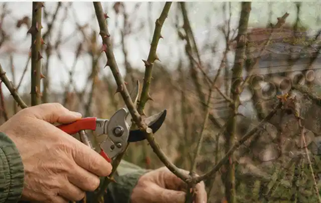 Hände schneiden einen älteren Rosenstrauch mit einer sauberen Gartenschere; Thema Bodendecker, Schwerpunkt Pflanzpartner; Kontrolle.