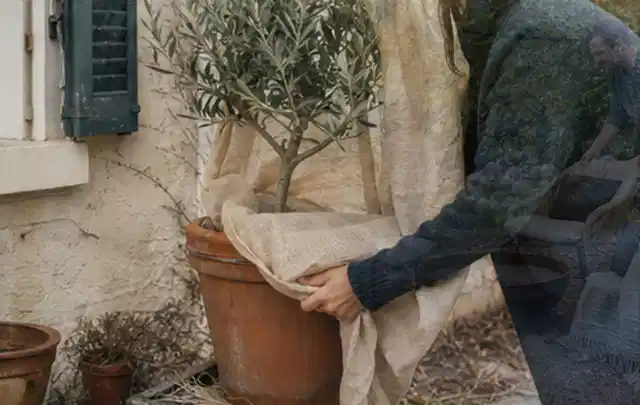 Person umhüllt eine mediterrane Kübelpflanze mit atmungsaktivem Winterschutz; Thema Bodendecker, Schwerpunkt Problemlösung; Ergebnis.