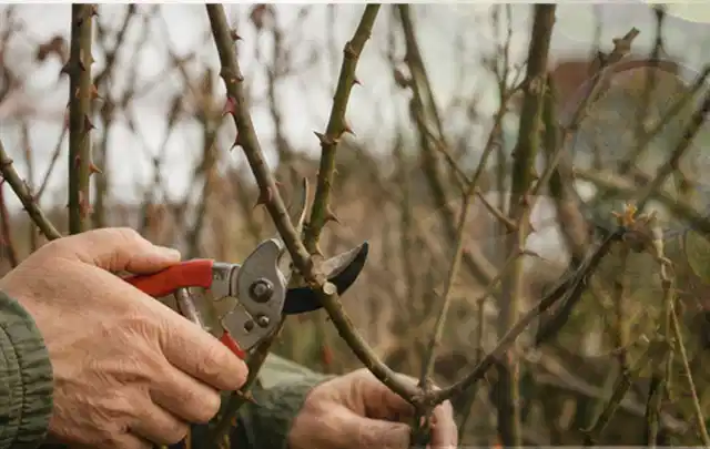 Hände schneiden einen älteren Rosenstrauch mit einer sauberen Gartenschere; Thema Bodendecker, Schwerpunkt Rückschnitt; Ausgangslage.