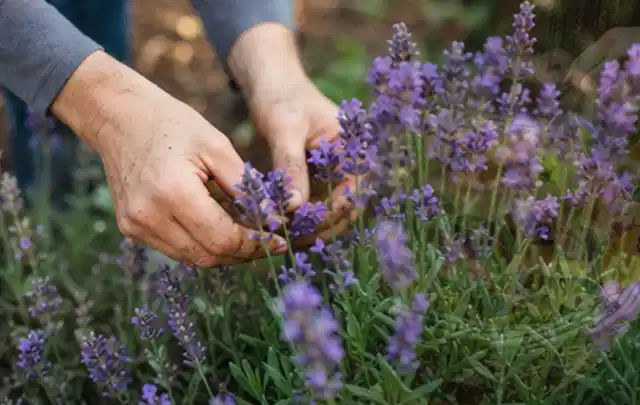 Hände pflegen blühenden Lavendel in einem natürlich angelegten Gartenbeet; Thema Bodendecker, Schwerpunkt Sortenwahl; Kontrolle.