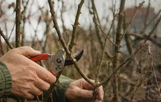 Hände schneiden einen älteren Rosenstrauch mit einer sauberen Gartenschere; Thema Bodendecker, Schwerpunkt Sortenwahl; Ergebnis.