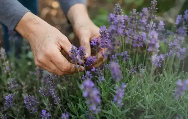 Hände pflegen blühenden Lavendel in einem natürlich angelegten Gartenbeet; Thema Bodendecker, Schwerpunkt Standort; Ausgangslage.