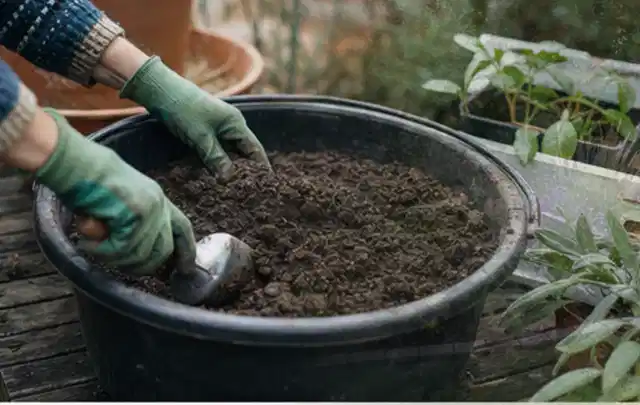 Behandschuhte Hände bereiten lockere Pflanzerde in einem großen Kübel vor; Thema Bodendecker, Schwerpunkt Standort; Ergebnis.