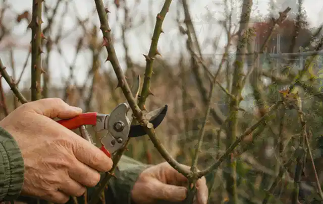 Hände schneiden einen älteren Rosenstrauch mit einer sauberen Gartenschere; Thema Bodendecker, Schwerpunkt Topfkultur; Ergebnis.