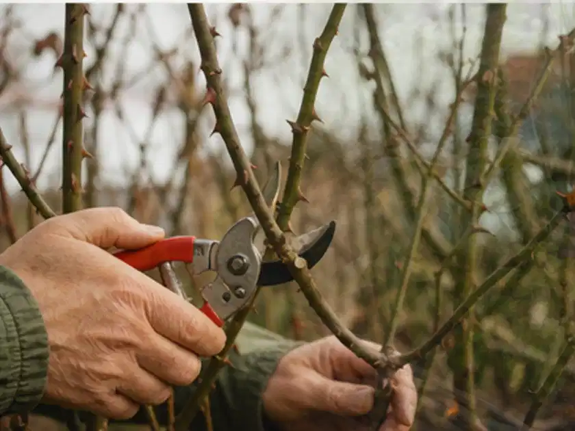 Hände schneiden einen älteren Rosenstrauch mit einer sauberen Gartenschere; Thema Bodendecker, Schwerpunkt Vermehrung; Titelbild.