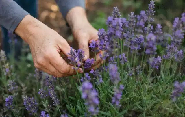 Hände pflegen blühenden Lavendel in einem natürlich angelegten Gartenbeet; Thema Bodendecker, Schwerpunkt Vermehrung; Kontrolle.