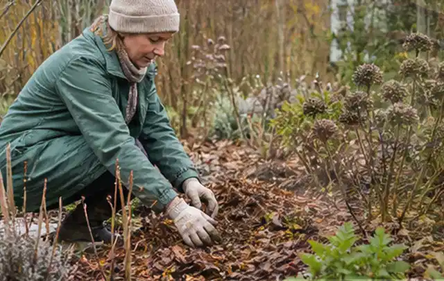 Person verteilt eine schützende Mulchschicht zwischen winterlichen Stauden; Thema Bodendecker, Schwerpunkt Vermehrung; Praxisalltag.