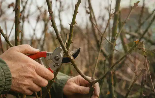 Hände schneiden einen älteren Rosenstrauch mit einer sauberen Gartenschere; Thema Bodendecker, Schwerpunkt Wachstum; Kontrolle.