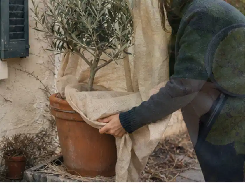 Person umhüllt eine mediterrane Kübelpflanze mit atmungsaktivem Winterschutz; Thema Bodendecker, Schwerpunkt Winterpflege; Titelbild.
