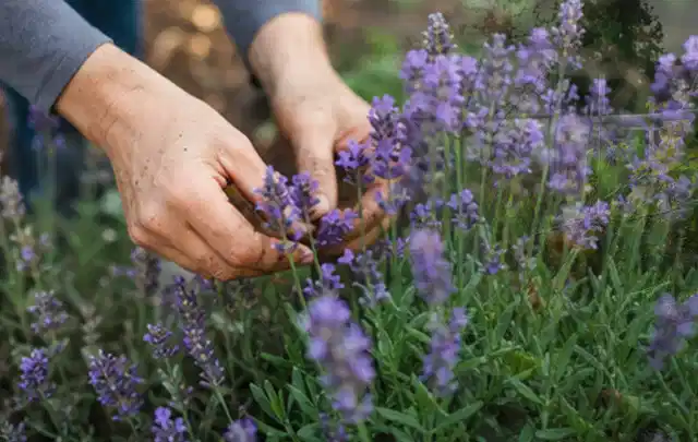 Hände pflegen blühenden Lavendel in einem natürlich angelegten Gartenbeet; Thema Bodendecker, Schwerpunkt Winterpflege; Umsetzung.