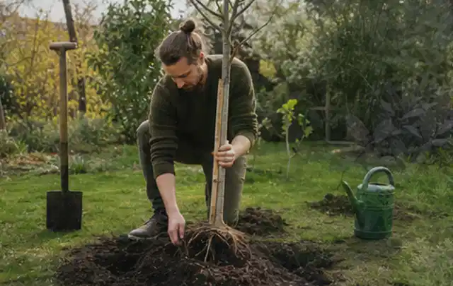 Person setzt einen jungen Zierbaum in ein vorbereitetes Pflanzloch im Garten; Thema Bodendecker, Schwerpunkt Winterpflege; Kontrolle.