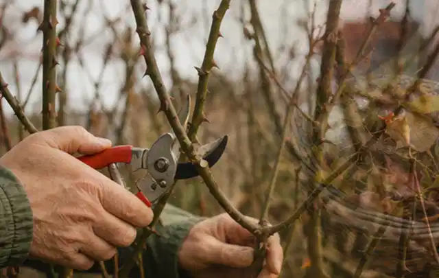 Hände schneiden einen älteren Rosenstrauch mit einer sauberen Gartenschere; Thema Bodendecker, Schwerpunkt Winterpflege; Ergebnis.