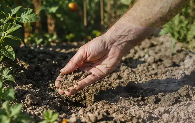 Hand prüft trockene krümelige Gartenerde während einer warmen Sommerphase; Thema Bodenfeuchtesensoren, Schwerpunkt Bewässerung; Umsetzung.